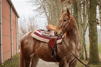 kwaliteit Western Paard te koop